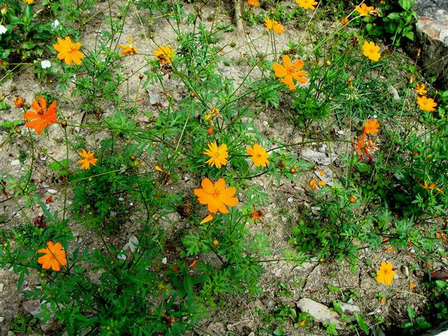Cosmos sulphureus